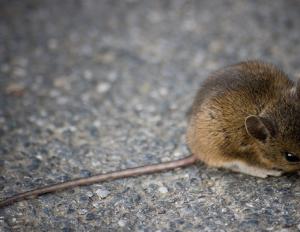 К чему снятся мыши в большом количестве?
